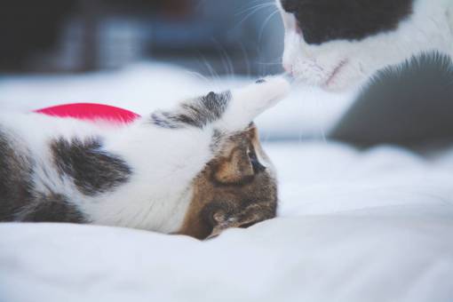 sheet-music cat  kitten  animal  pet  bed  sheet  room