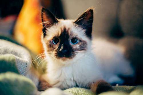 gatito gato gatito animal mascota difuminar manta