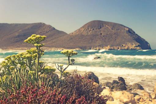seashore coast  ocean  sea  water  seashore  plants  flowers