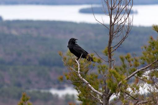 crow  tree  animal  bird  crowing  black  branch