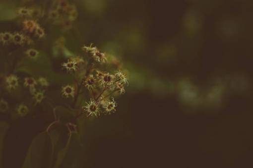 desenfoque de movimiento Desenfoque oscuro plantas de flores de bokeh