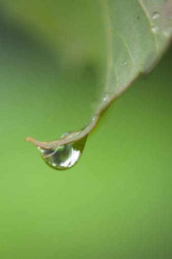 gotas de rocío naturaleza planta gota de agua mojada