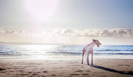 dog  beach  ball  playing  sand  sea  water
