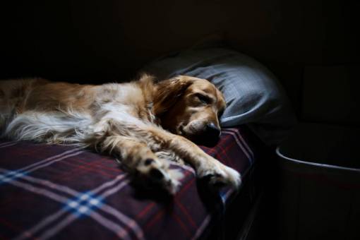 retriever dog  golden retriever  animal  bed  sleeping  tired
