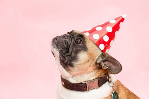 pug dog  pug  party  had  animal  pink  polka dot
