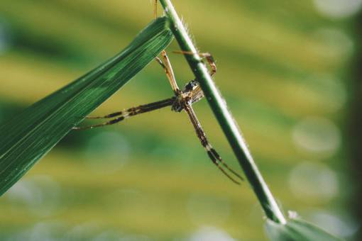 libélula ala naturaleza insecto hoja verde al aire libre