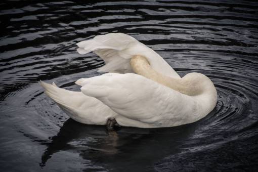 duck duck  swan  bird  animal  water  reflection

