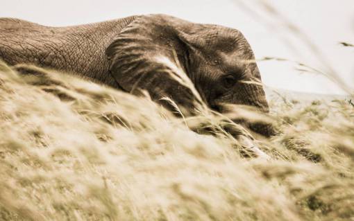 fauna silvestre elefante animal fauna silvestre hierba naturaleza