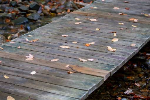 hojas de otoño follaje de madera otoño naturaleza al aire libre