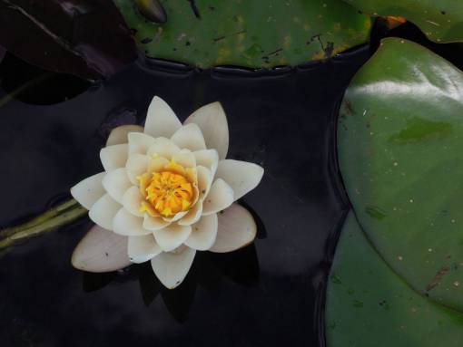 pedal flower  pedals  bloom  leaves  plant  yellow  white
