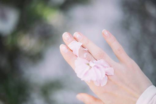 flower  pink  petal  bloom  garden  plant  nature