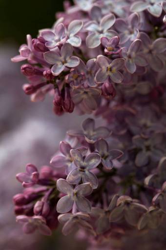 lilac flowers  lilac  nature  wild  spring  summer

