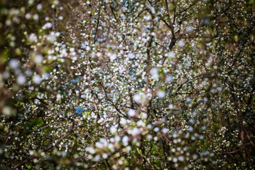 flowers  nature  blossoms  branches  stems  stalk  white