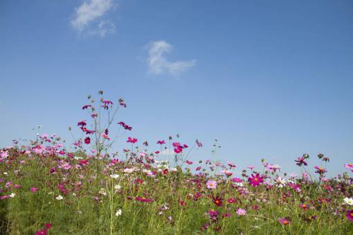 flowers  nature  blossoms  field  bed  white  purple