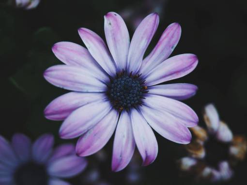 violeta flores naturaleza flores pétalos violeta lila púrpura