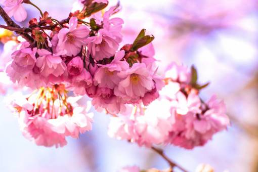 flowers  nature  blossoms  pink  cherry  sakura  branches