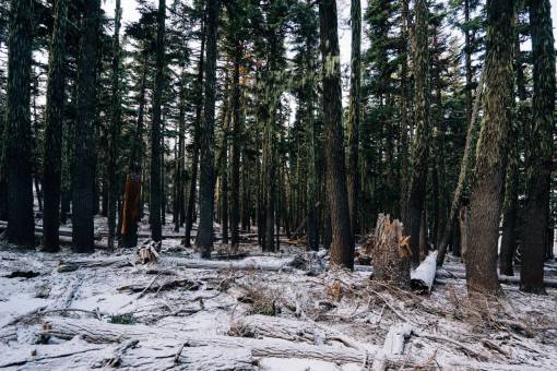 forest  woods  trees  moss  snow  logs  branches
