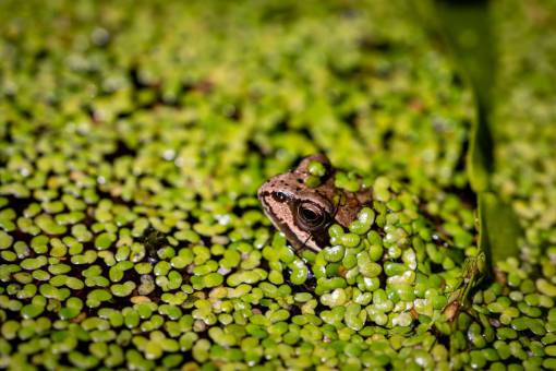 frog  green  wild  nature  eye  ecosystem  croak
