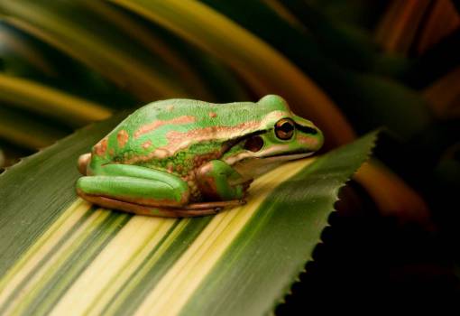 frog  leaf  green  resting  animal  wild  nature