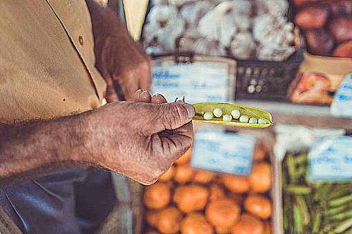 semilla frutas verduras mercado de alimentos comestibles semillas frijoles