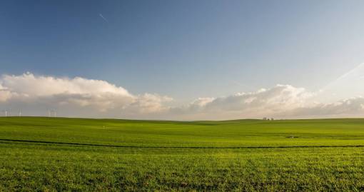 green  grass  field  farm  agriculture  plants  nature
