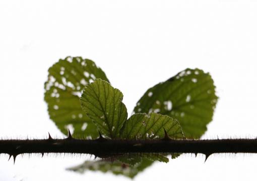 thorn green  leaf  plant  nature  love  heart  butterfly