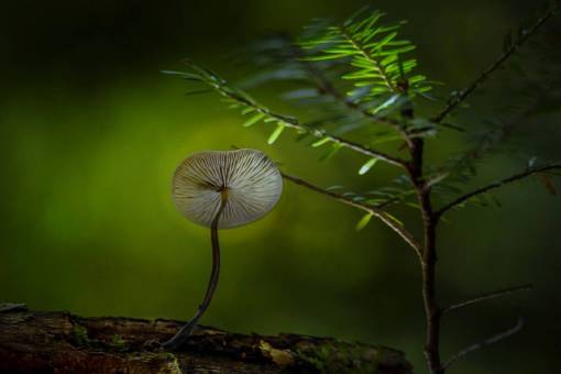 mushroom green  plant  nature  mushroom  fungus  food  wood