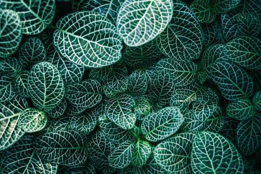 plantas verdes naturaleza hojas