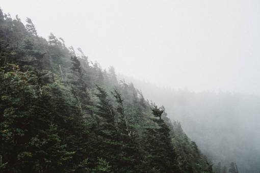 árboles verdes planta naturaleza montaña bosque nieblas