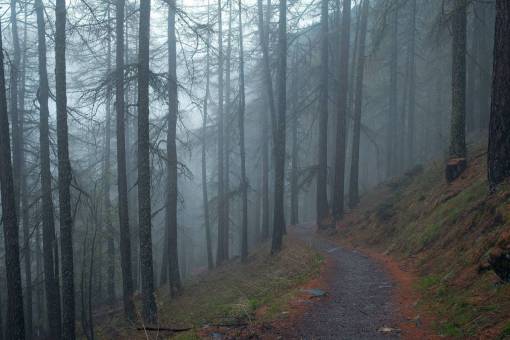 haze grey  dark  fog  haze  trees  forest  nature