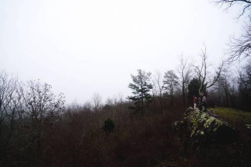 highland  mountain  hill  grass  trees  branch  nature