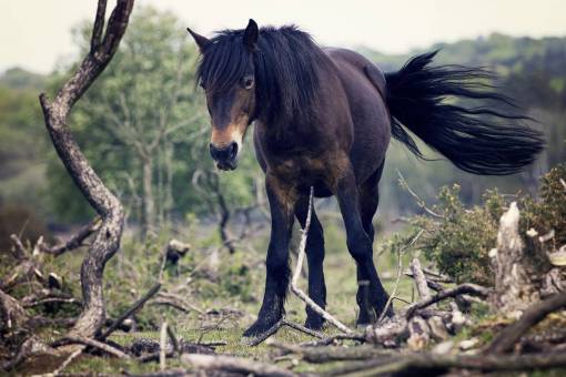 caballos caballo melena cola animal naturaleza