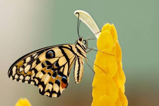 insects  butterfly  colors  beautiful  gorgeous  majestic  geometric