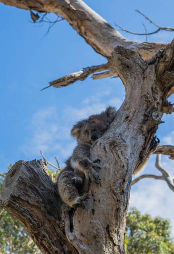 seo koala animales árboles vida silvestre lindas durmiendo Australia