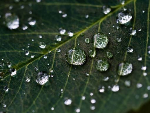 humedo hoja verde gotas de lluvia agua naturaleza gotas