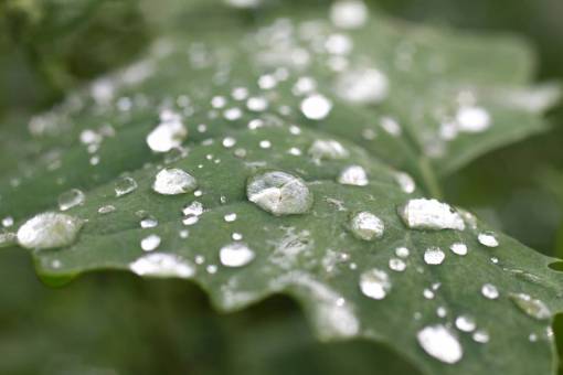 gota de lluvia hojas verde planta jardín agua gotas lluvia