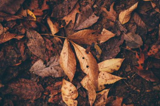 leaves  plant  garden  green  autumn  fall  old
