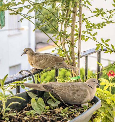 aves naturaleza animales aves tórtolas salvaje verano