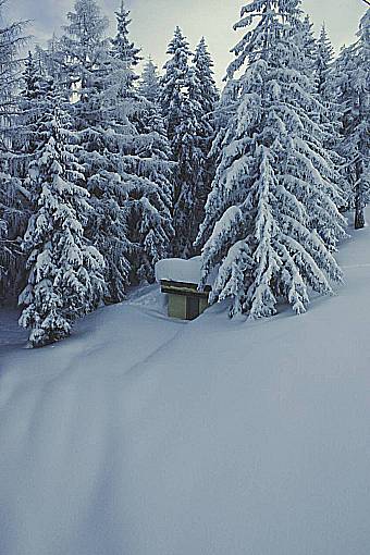 cabina naturaleza manta nieve bosque árboles pino cabaña