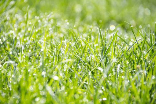 nature  grass  ground  wet  rain  water  droplets