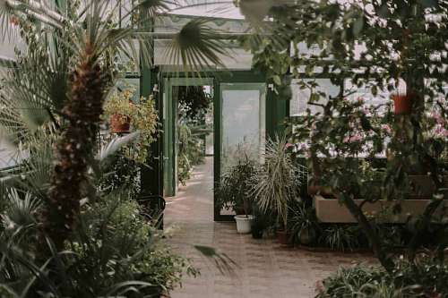 nature  landscape  shop  store  garden  trees  plants