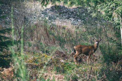 antelope nature  landscape  travel  adventure  woods  forest  wildlife
