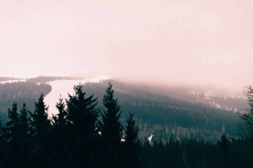 nature  landscape  woods  forest  fog  water  river