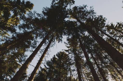 nature  landscape  woods  forest  trees  leaves  green
