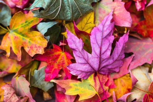 bold nature  leaves  stems  veins  bold  colors  fall