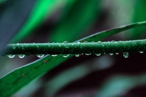nature  plants  leaves  veins  water  droplets  rain
