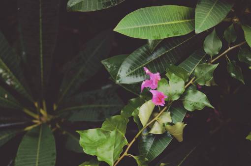 stem-cell nature  stem  leaves  plants  flowers  green  pink

