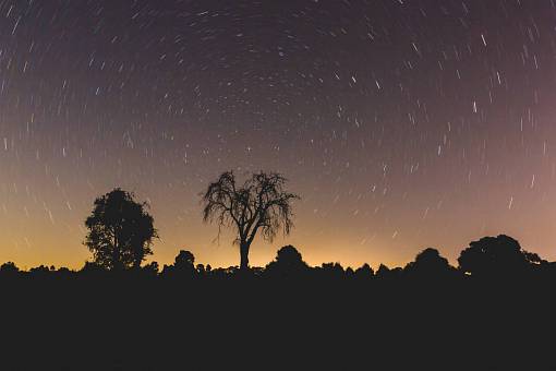 night  stars  galaxy  trees  plant  nature  silhouette
