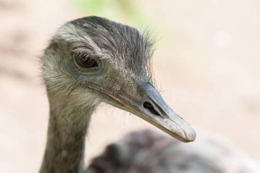 aves avestruz pájaro pico ojos naturaleza