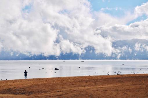duck people  alone  girl  shore  coast  beach  sea